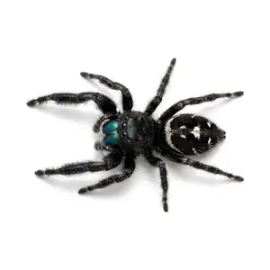 Jumping Spider