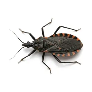 kissing bug identification