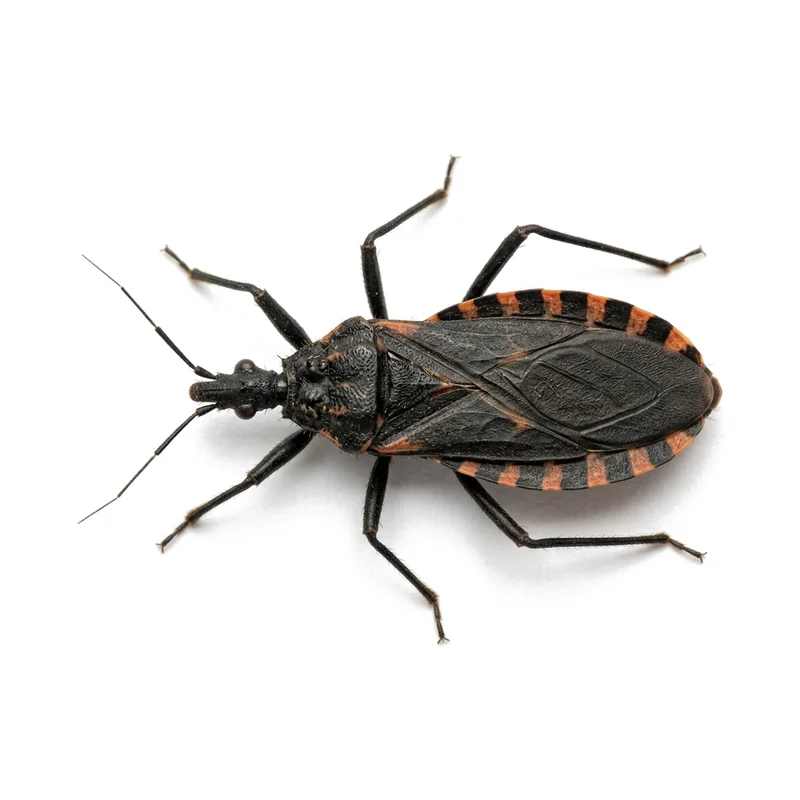 Stink Bug 5 Photo of a kissing bug