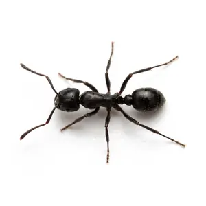 A tiny shiny black ant