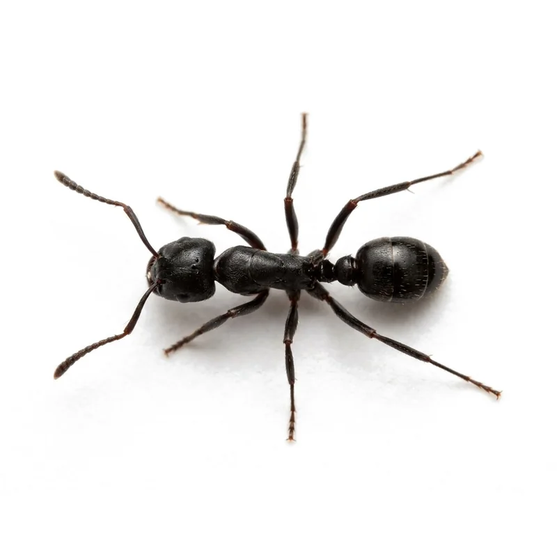 Photo of a little black ant worker