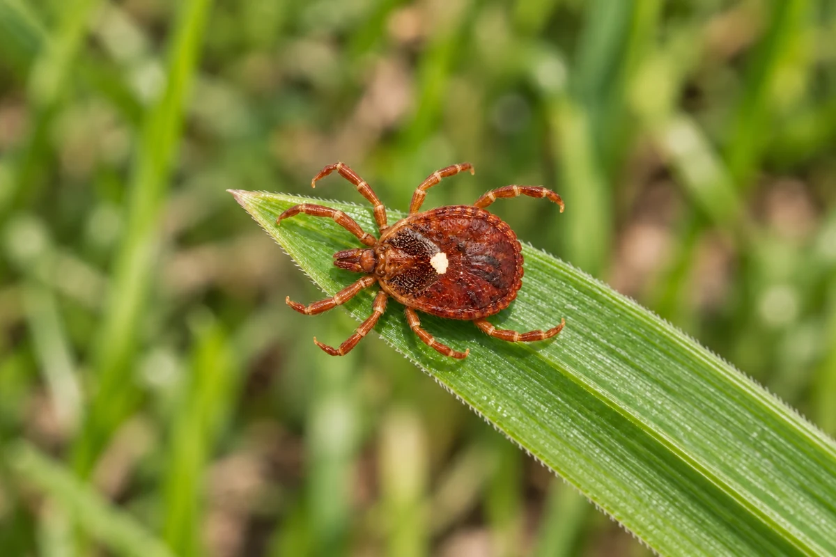 A reddish brown lone star tick with a white dot on its back, waiting on a blade of grass at the edge of a yard