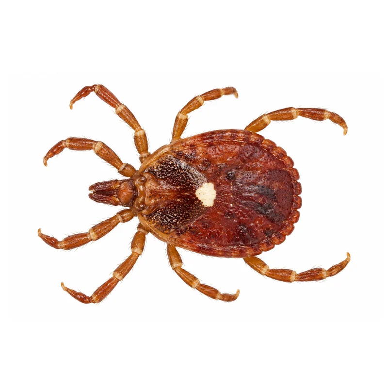 American Dog Tick 5 Photo of a lone star tick