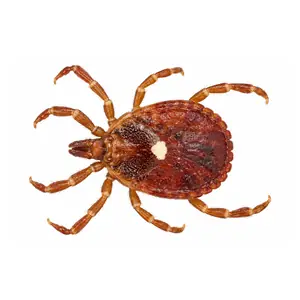 lone star tick identification