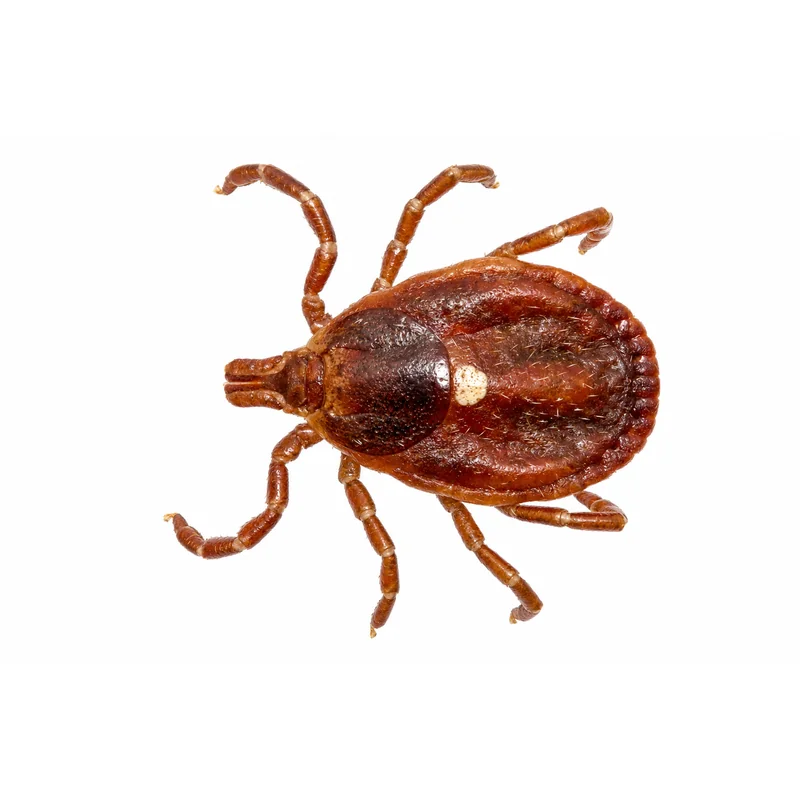 Photo of a female lone star tick