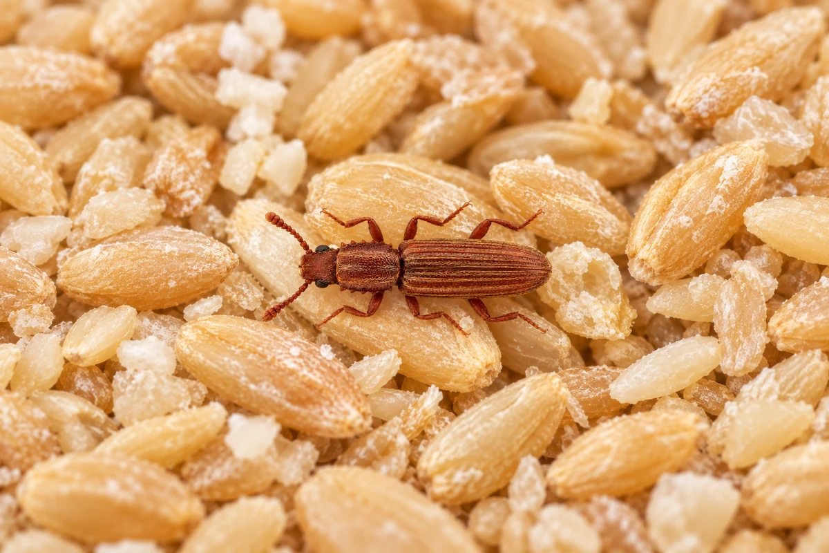 A small flat brown merchant grain beetle crawling over shelled nuts and sunflower seeds on a pantry shelf