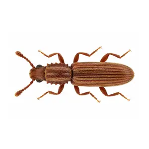 merchant grain beetle identification