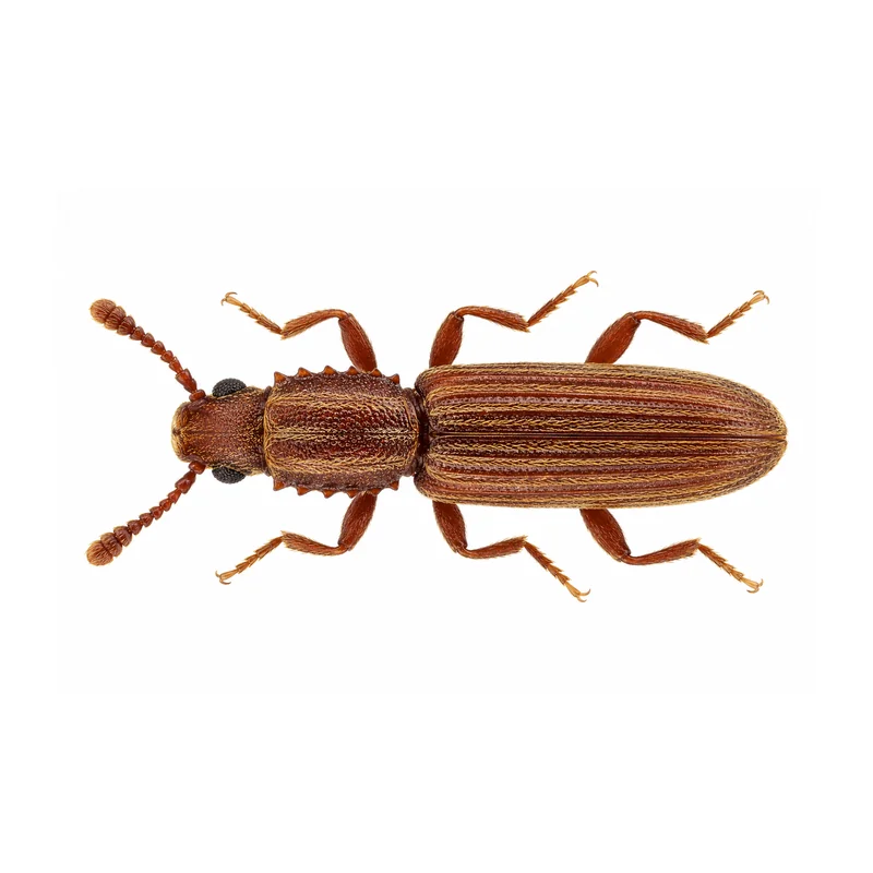 Photo of a merchant grain beetle
