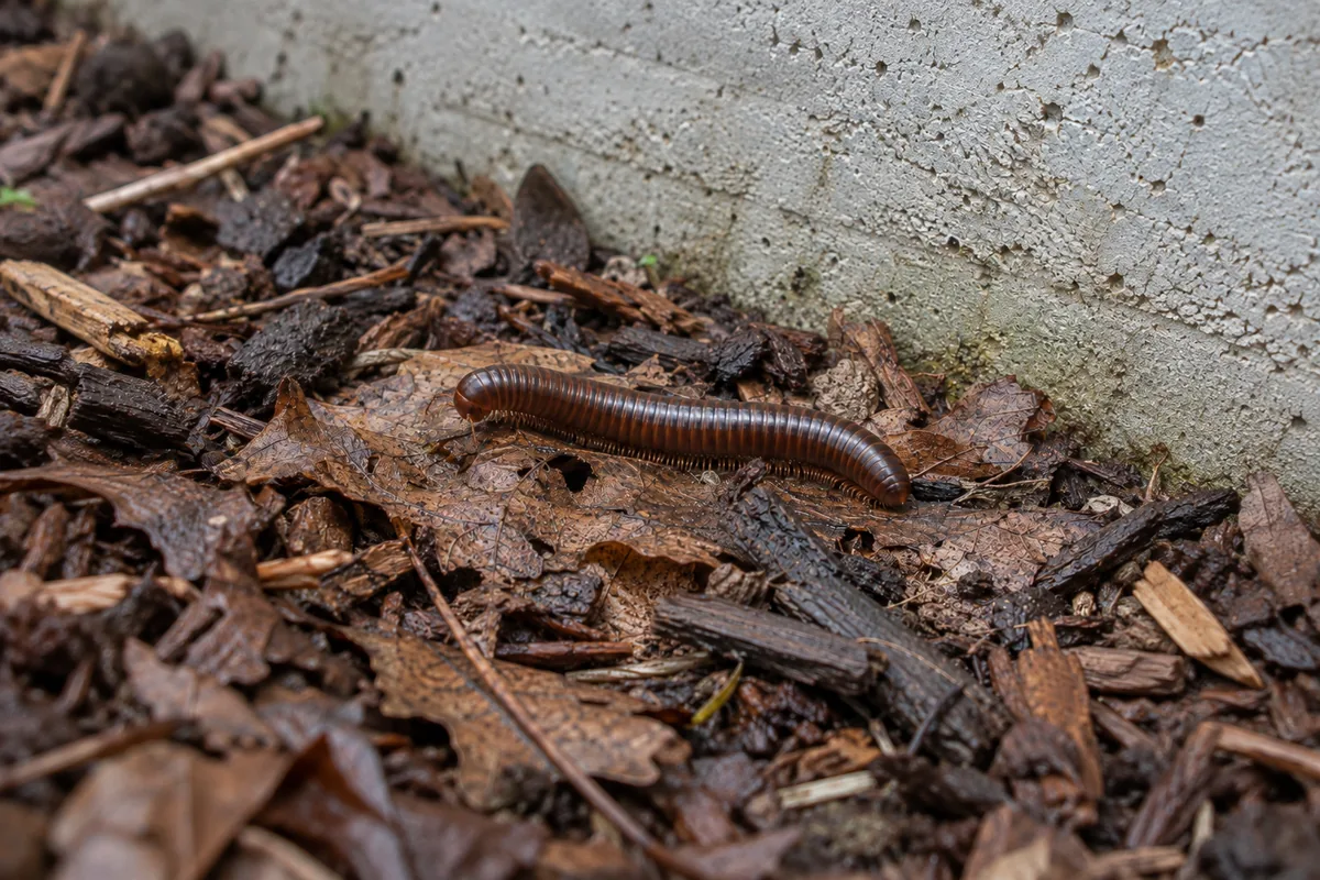 Millipede (Thousand-Legger) on natural substrate showing two pairs of legs per segment, coils when threatened