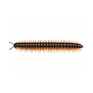 millipede identification
