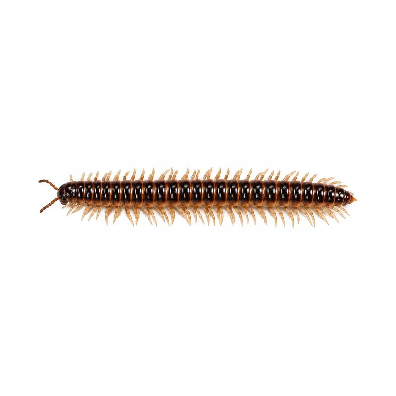 Pill Bug 5 Photo of a millipede