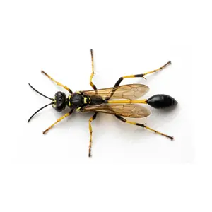 Mud Dauber