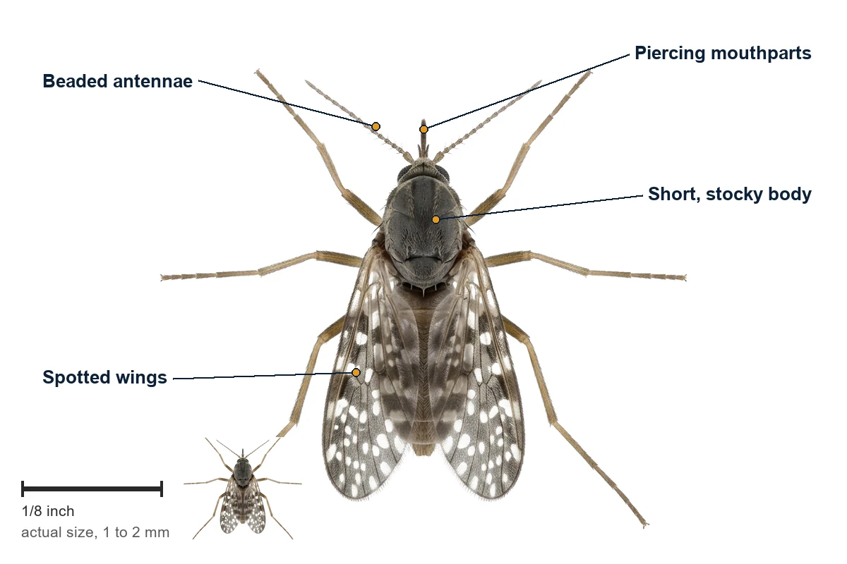 Labelled no-see-um biting midge showing the spotted wings, the short stocky body and the piercing mouthparts