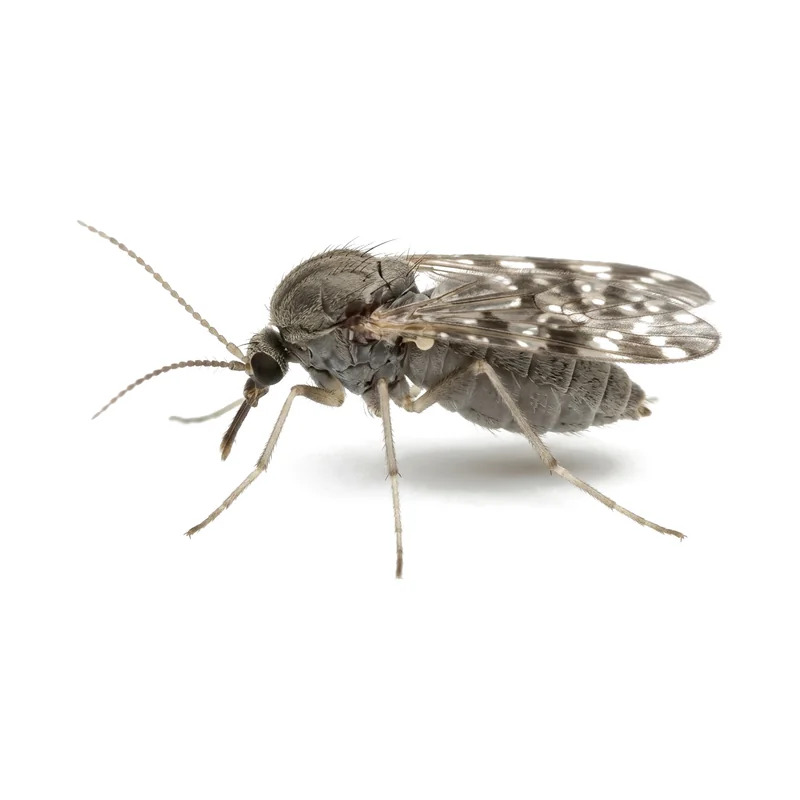 Magnified no-see-um biting midge, a tiny dark fly with spotted wings, on a white background