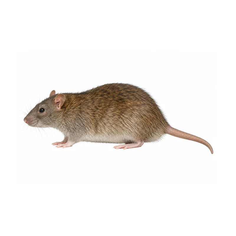 House Mouse 5 Photo of a Norway rat