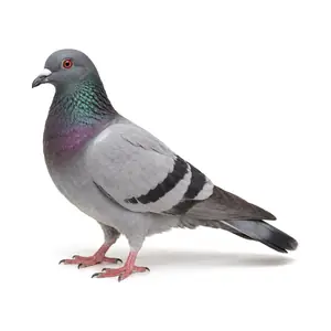 nuisance birds identification