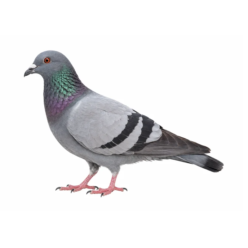 A whole feral rock pigeon side-on, showing its blue-gray body, dark head, two black wing bars, dark tail band and red feet