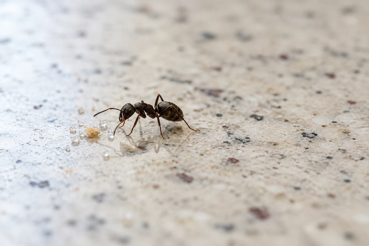 Tiny Ants in the Kitchen, Sugar Ants or Odorous House Ants, and What Works 11 A small dark odorous house ant at a few spilled sugar grains on a speckled kitchen counter