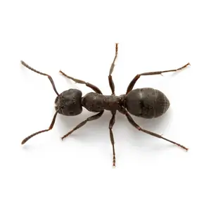 A small dark brown odorous house ant