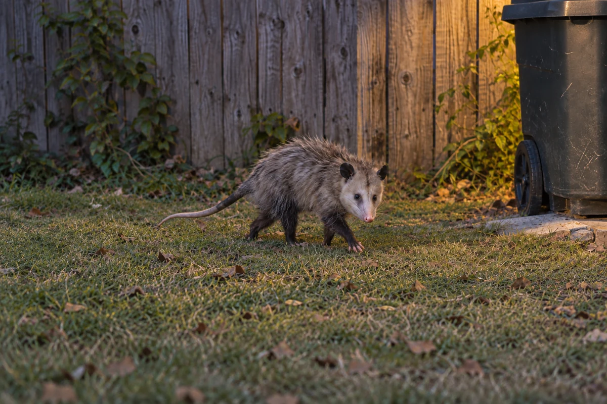 Virginia Opossum along a backyard fence at dusk in Collin County, showing its white face, bare ears and long bare tail