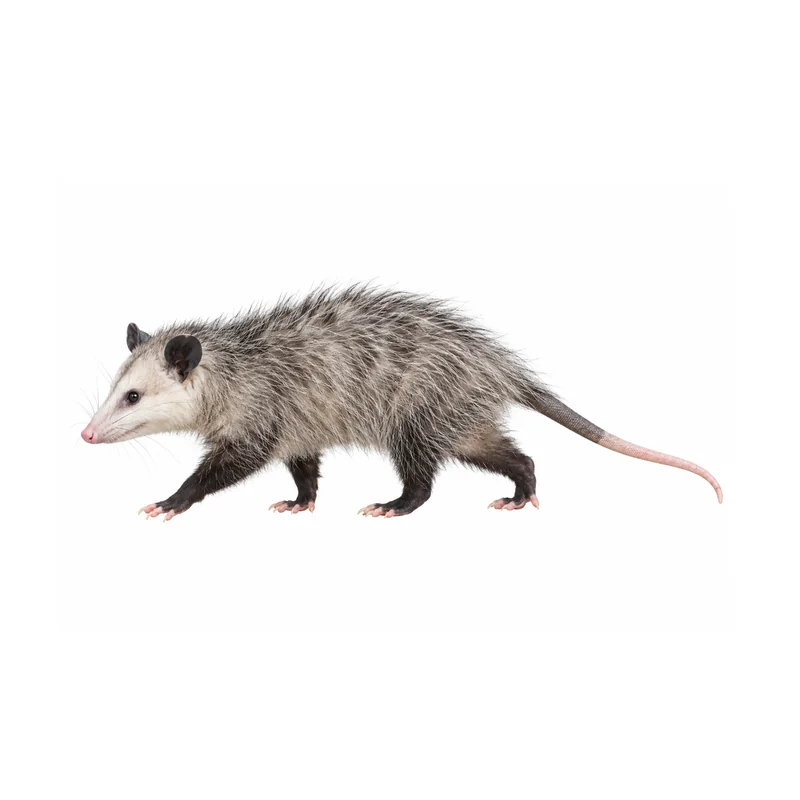 A whole Virginia opossum side-on, showing its grizzled gray coat, white face, thin black ears and long bare tail