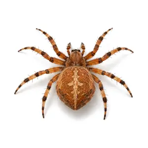 spotted orbweaver identification
