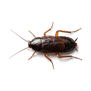 An Oriental cockroach, dark brown to nearly black
