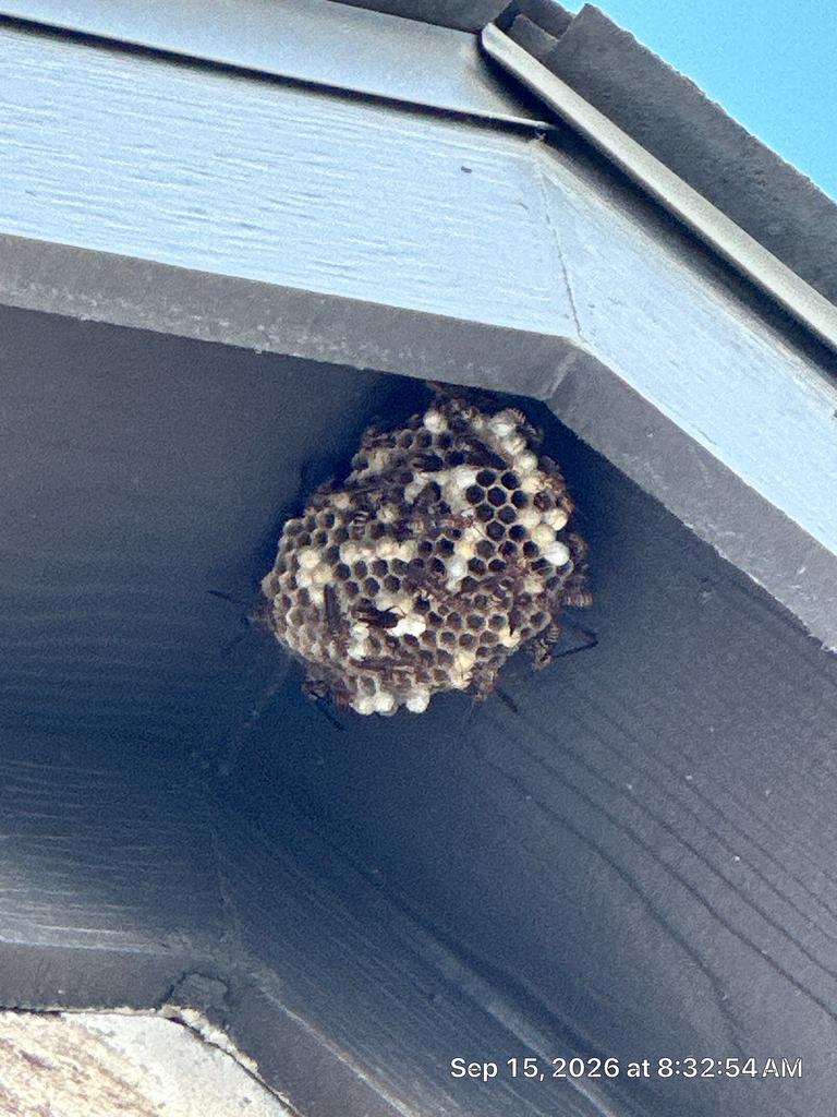 Active paper wasp nest with eggs and young wasps in its cells under a home eave in Melissa TX