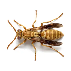 wasp control McKinney TX