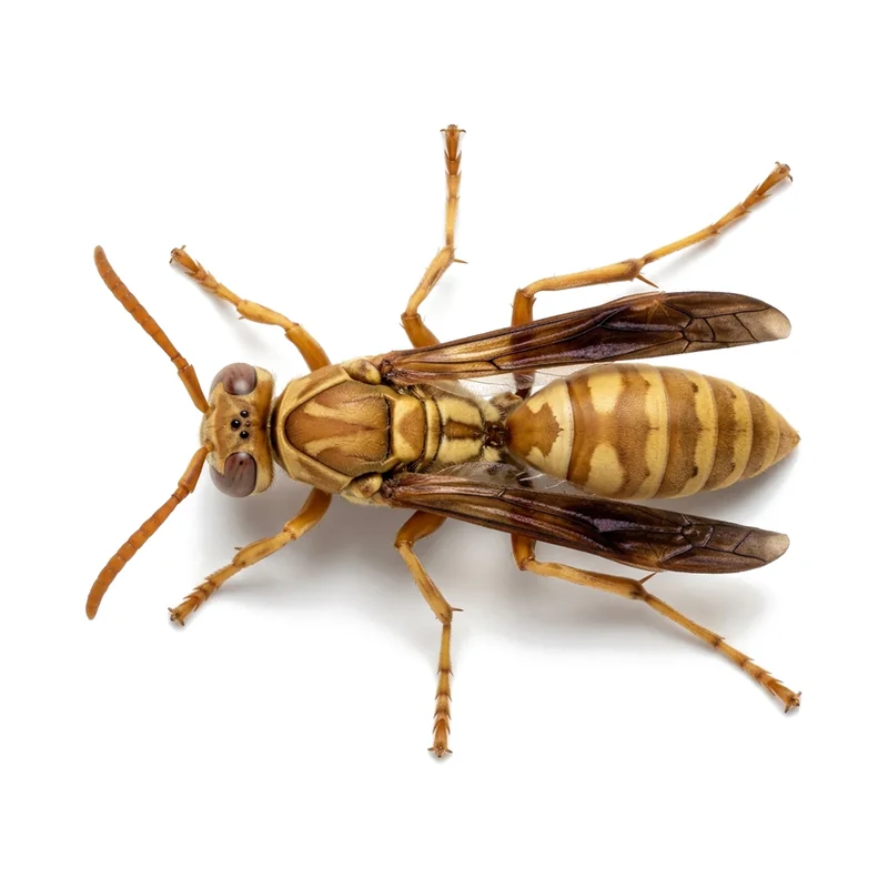 Paper Wasp - wasp and bee control in McKinney TX