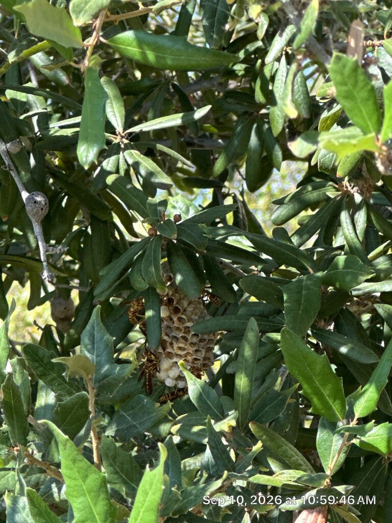 Paper Wasp Nest Found in a Tree in The Colony, TX 3 An active paper wasp nest with open gray paper cells hanging among dense green tree leaves, with several yellow and brown paper wasps crawling on the nest.