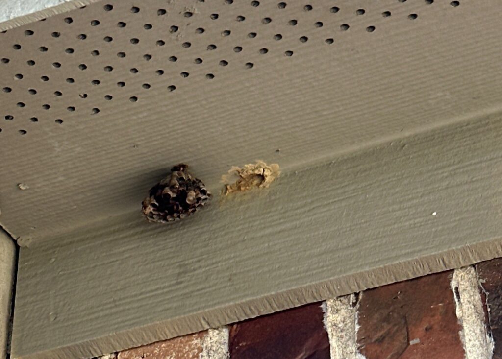Small gray paper wasp nest attached to the underside of a tan vented soffit near a gutter, above red brick siding.