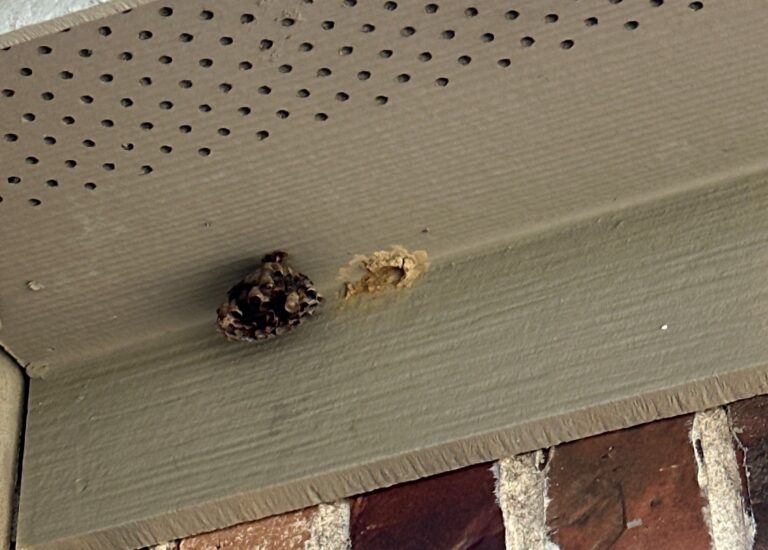 Pest Control Little Elm, TX 52 Small gray paper wasp nest attached to the underside of a tan vented soffit near a gutter, above red brick siding.