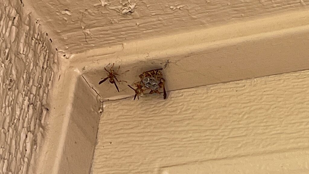 Paper Wasp Nest Under the Eave in the DFW Area 3 Several paper wasps on a small gray nest built into the corner of exterior eave trim on a tan house.