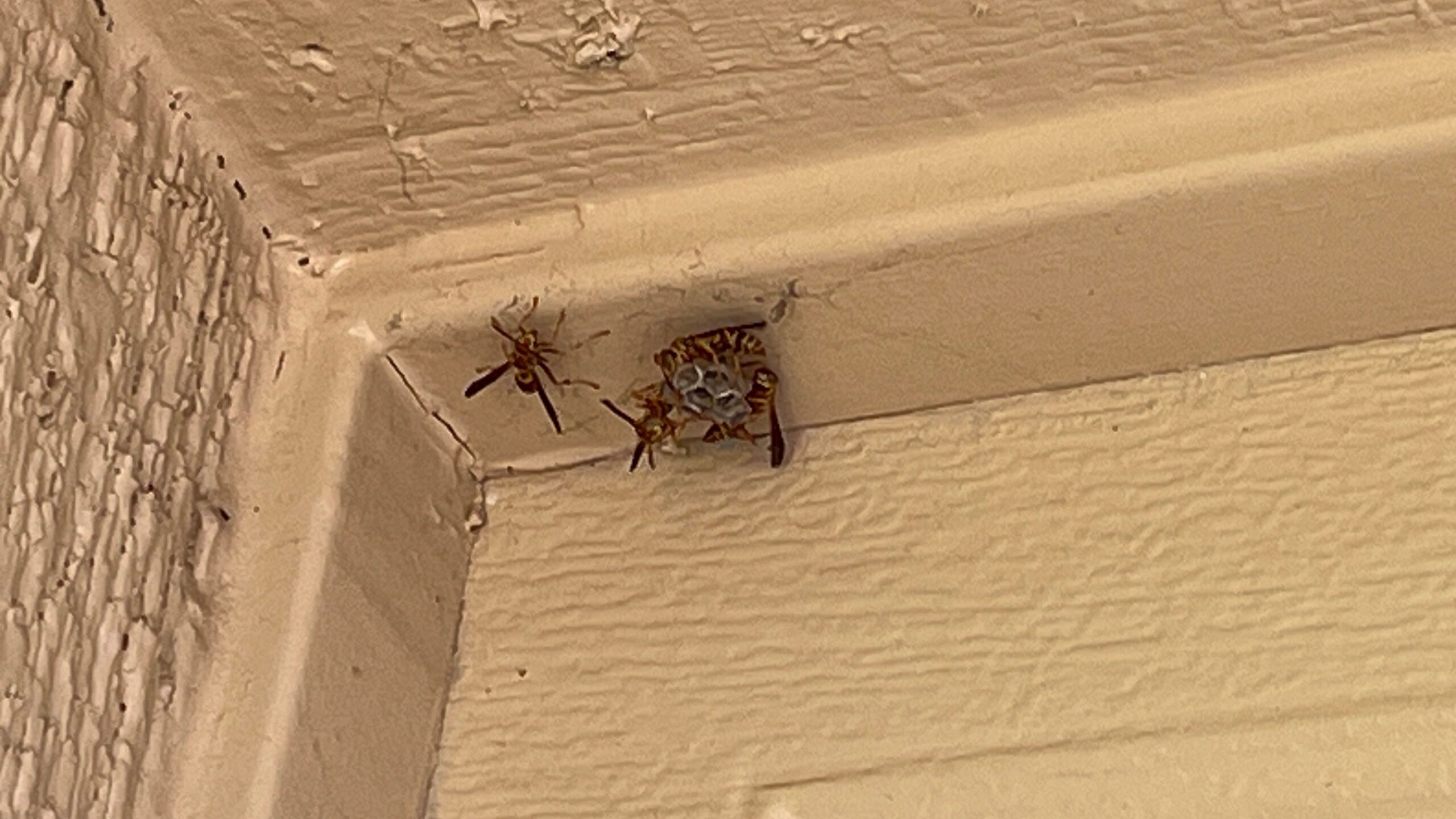Several paper wasps on a small gray nest built into the corner of exterior eave trim on a tan house.
