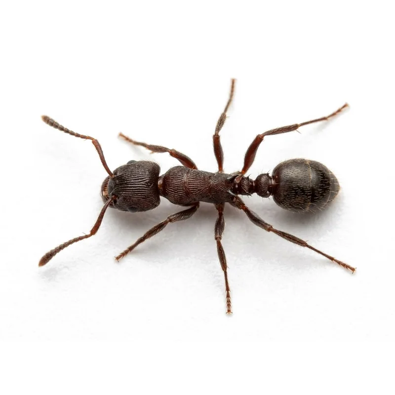 A small dark pavement ant seen close up
