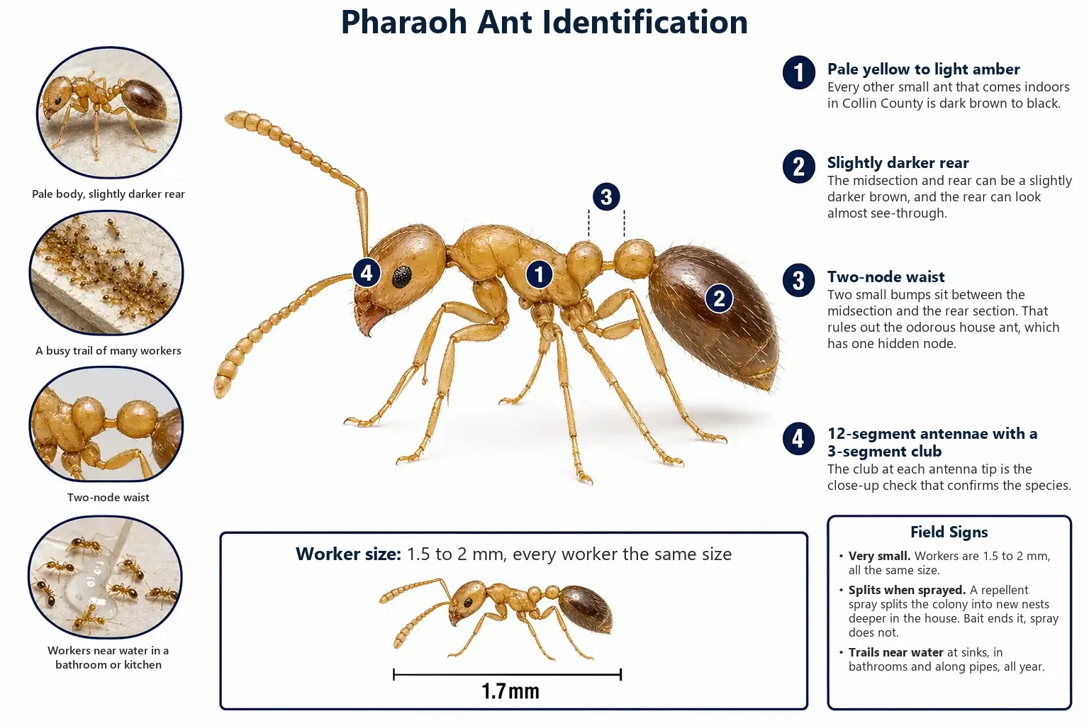 Labeled photo of a Pharaoh ant pointing out the yellowish body, the two-node waist and the 12-segment antennae