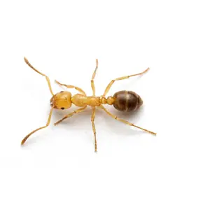 A tiny pale yellow pharaoh ant