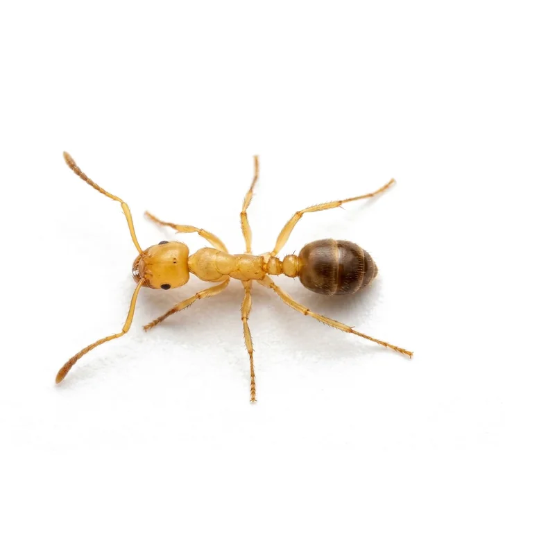 A close-up photo of a pharaoh ant worker