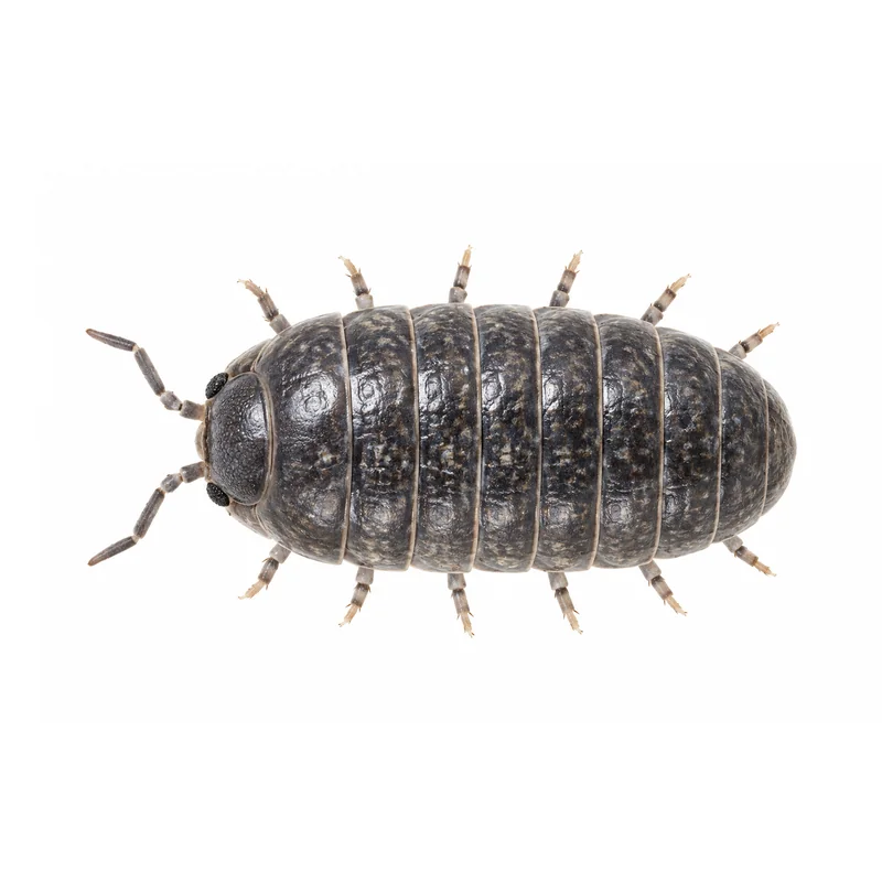 Millipede 6 Photo of a pill bug