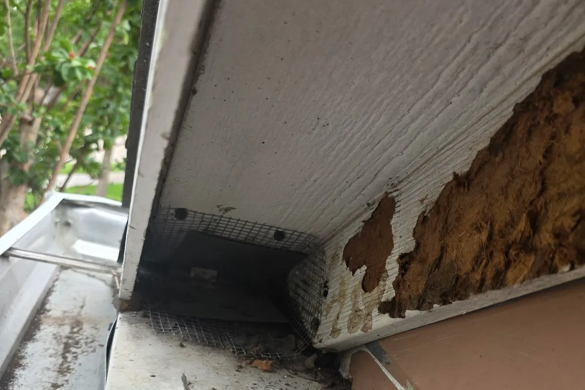 An open corner of a Frisco roofline where the soffit trim was pulled away to reach the attic