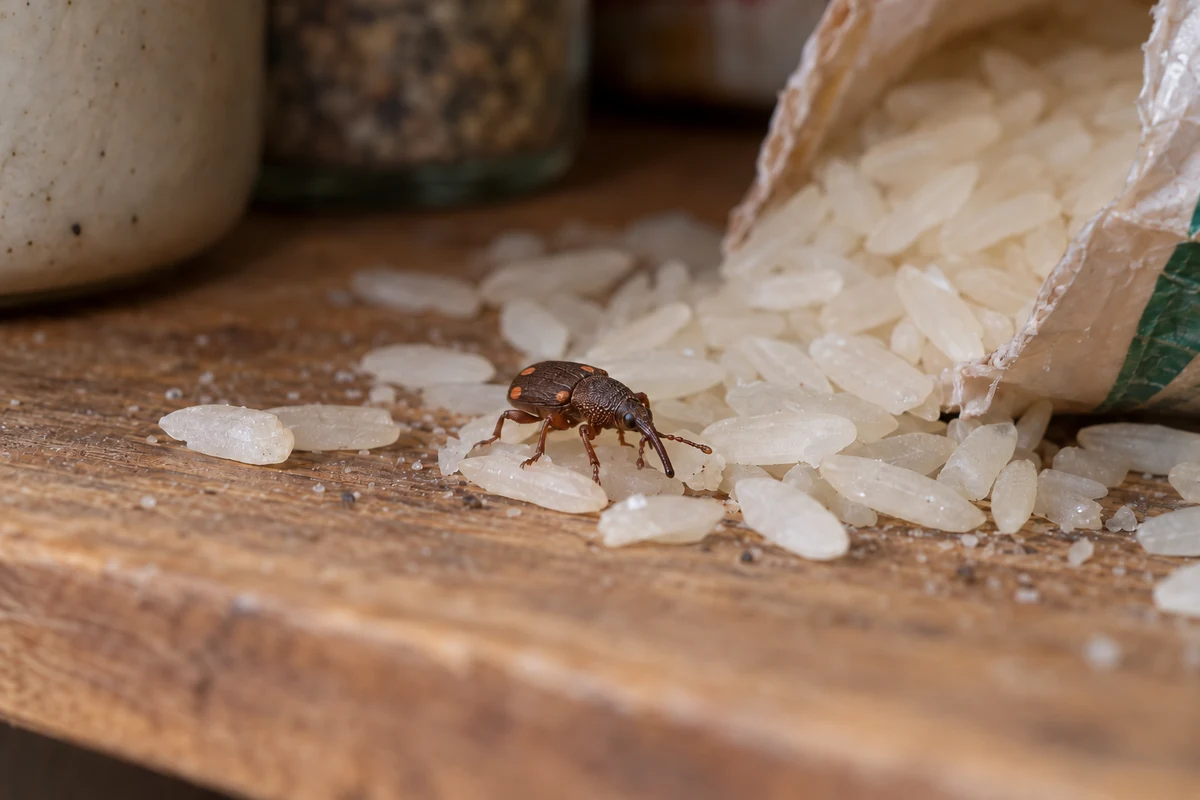 Rice Weevil (Grain Weevil) on natural substrate showing long curved snout and four pale wing spots