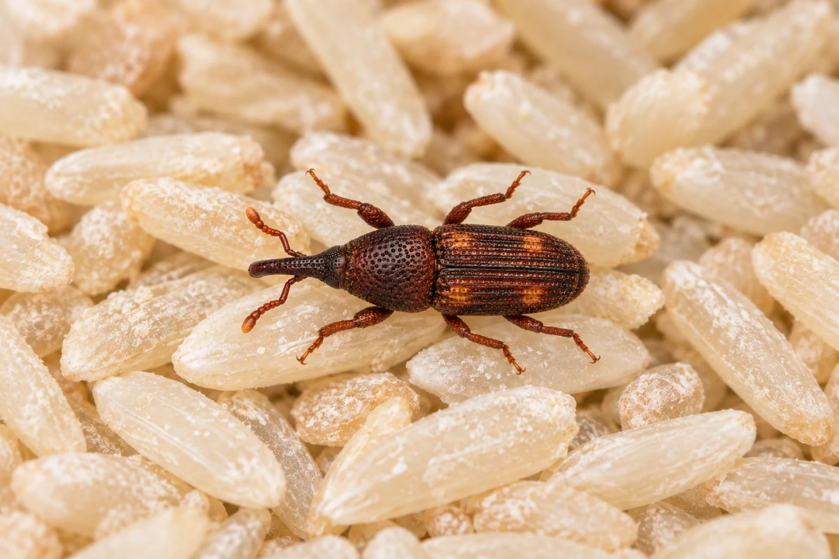 A rice weevil with its long snout crawling over spilled white rice on a pantry shelf
