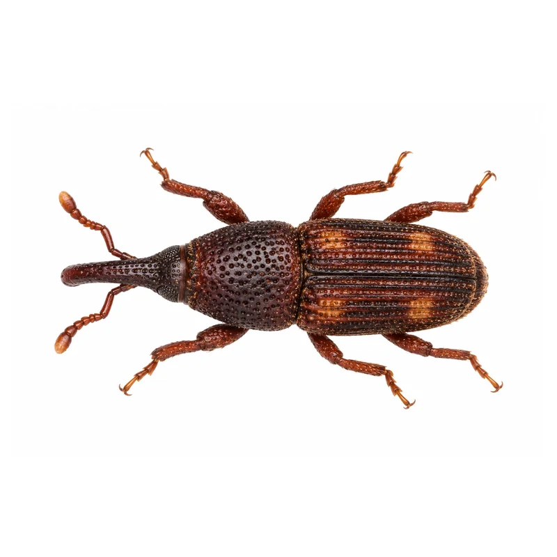 Photo of a rice weevil