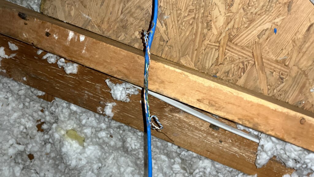Rodent Chewed Communication Wire in an Allen Attic 3 A blue communication cable in an attic chewed through by a rodent, exposing frayed copper strands above blown-in insulation and wood framing.