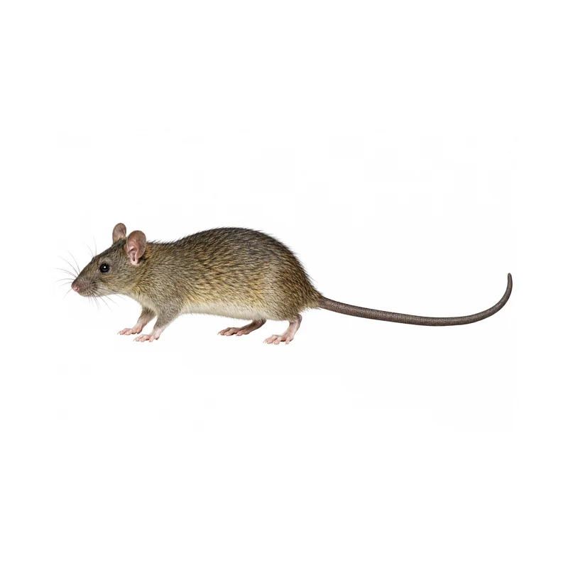 House Mouse 6 Photo of a roof rat