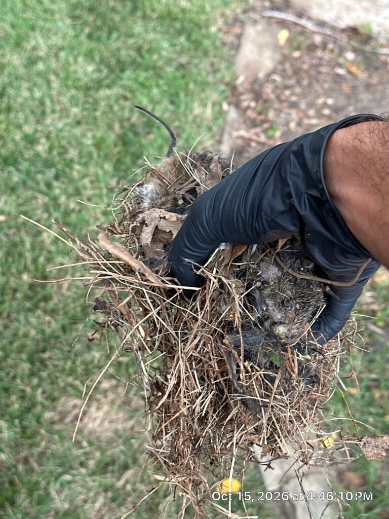 A technician's hand in a black nitrile glove holds a nest of dry grass, twigs and dead leaves containing dead roof rats, with one long dark tail visible, over a green lawn beside a concrete path.