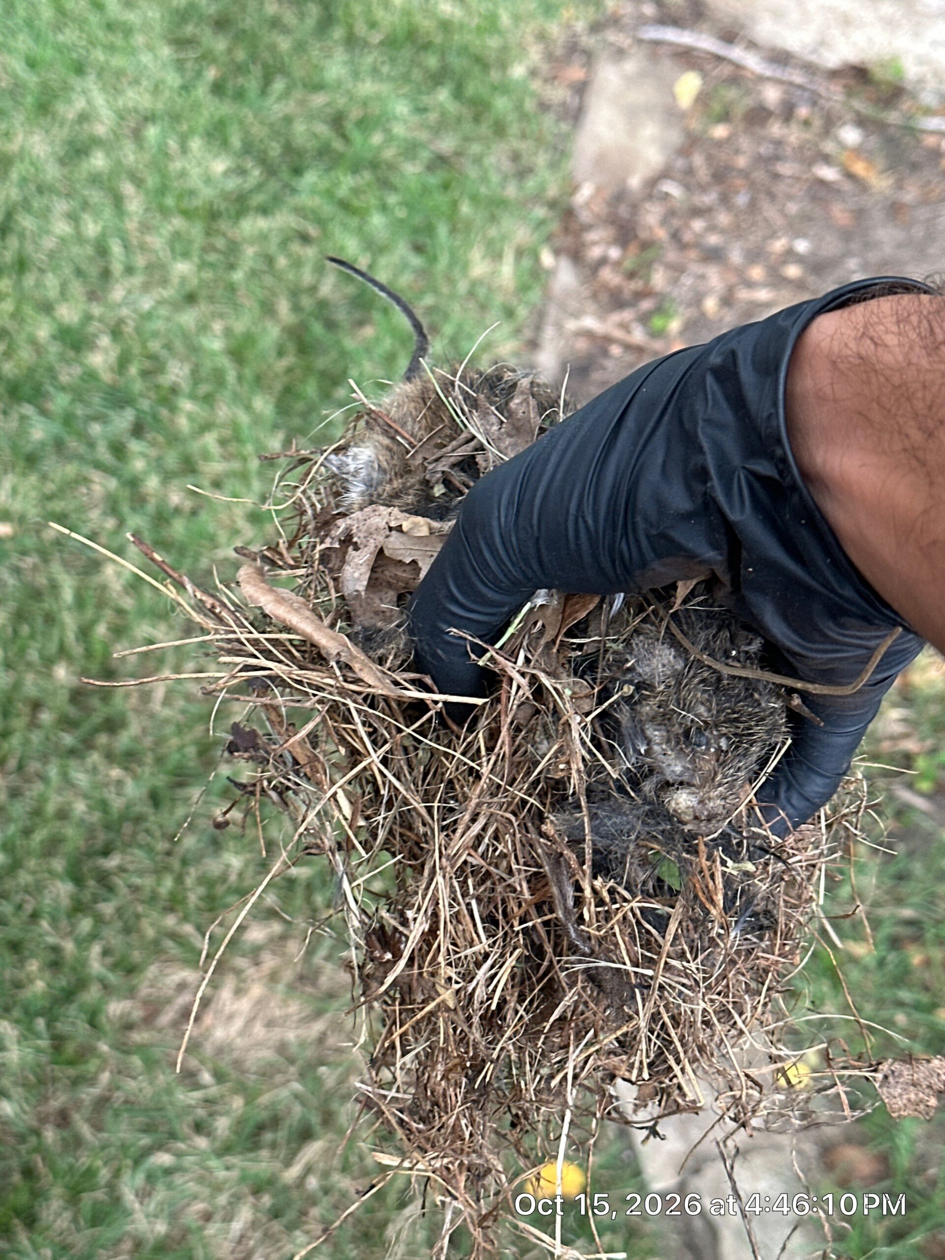 A technician's hand in a black nitrile glove holds a nest of dry grass, twigs and dead leaves containing dead roof rats, with one long dark tail visible, over a green lawn beside a concrete path.