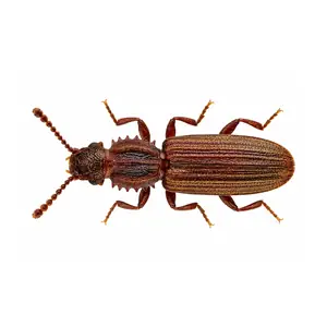 sawtoothed grain beetle identification