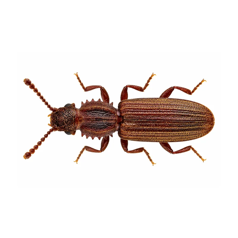 Photo of a sawtoothed grain beetle